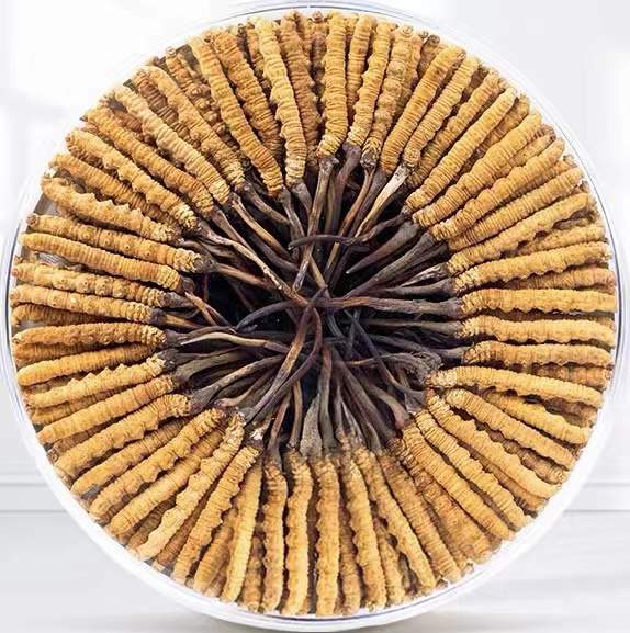 三沙冬虫夏草回收